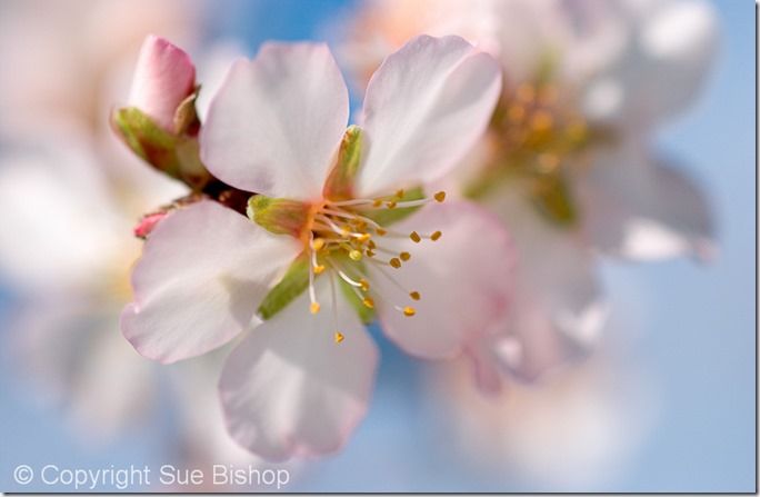 Photographic Style, Technique, depth of field, shallow, photographing, flower photography, Sue Bishop