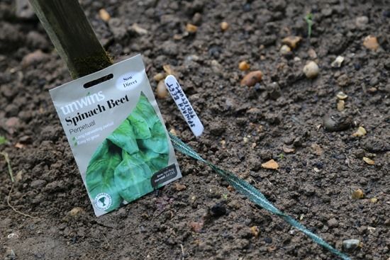 12 Sowing perpetual spinach (1024x683)