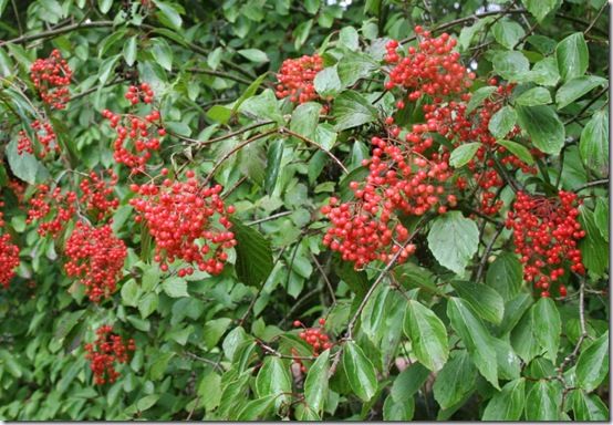 Viburnum-betulifolium