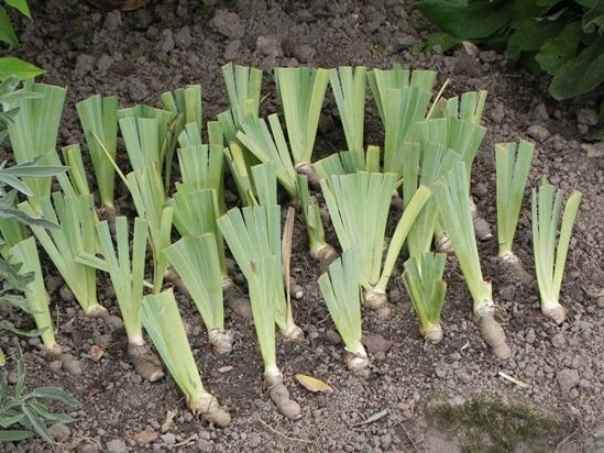 10 Transplanting bearded irises (1024x768)
