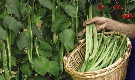 Runner Bean Harvestin