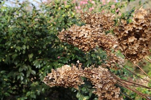 4 Hydrangea paniculata 'Unique' (1280x853)