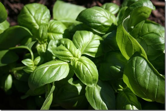 Sweet-basil