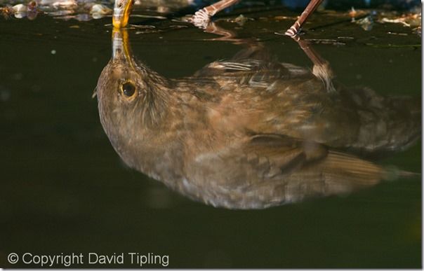 Bird Photography, David Tipling, RSPB, How to Photograph Birds, Garden Birds, Bird Food, perch, feeder, 