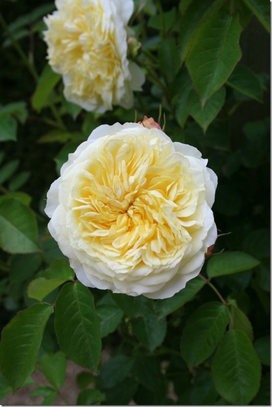 Rosa 'The Pilgrim' - Mfont