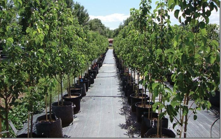 11 Container Grown Trees 