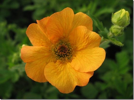 Geum Totally Tangerine