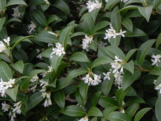 Osmanthus x burkwoodii