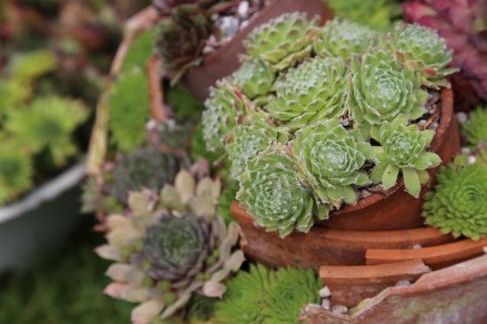 Sempervivums in stressed terracotta