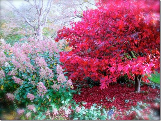 Acer palmatum 'Bloodgood' 