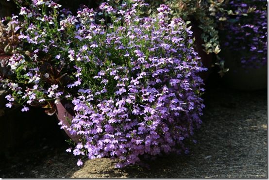 4 Lobelia 'Laguna Lilac 