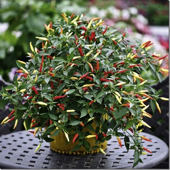 Chilli Basket of Fire