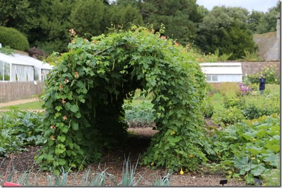 Runner bean tunnel 