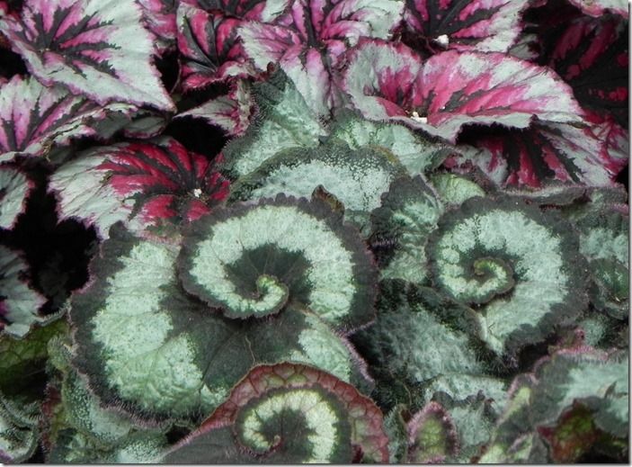 7 Begonia rex