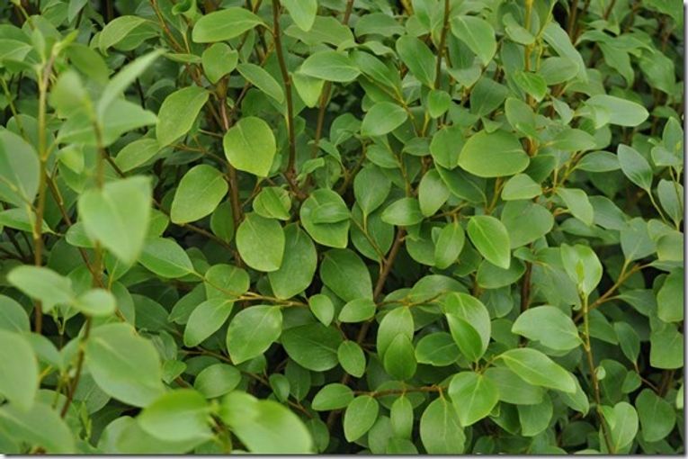 Griselinia littoralis