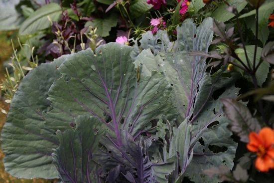 2 Caterpillars on brassicas