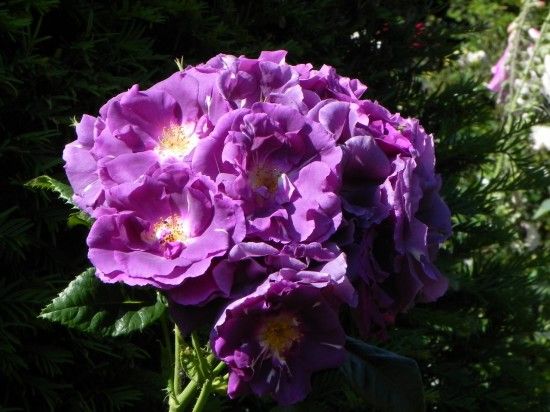 Rosa 'Rhapsody in Blue'