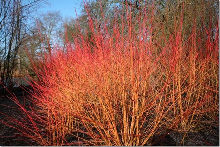 5 Cornus 'Midwinter Fire'