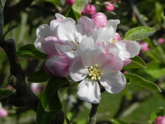 apple blossom