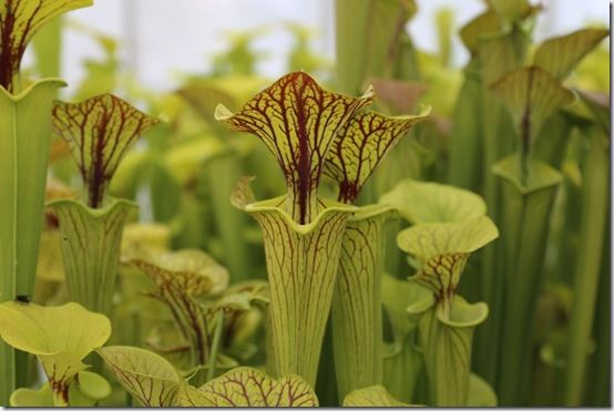 Sarracenia flava maxima 2