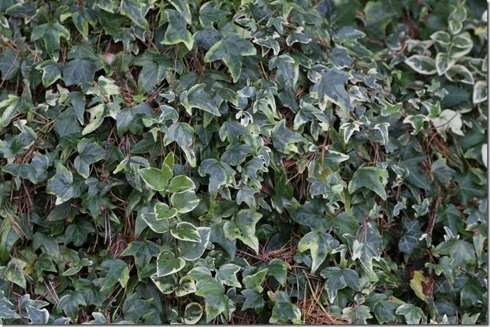 6 Hedera helic 'Glacier'