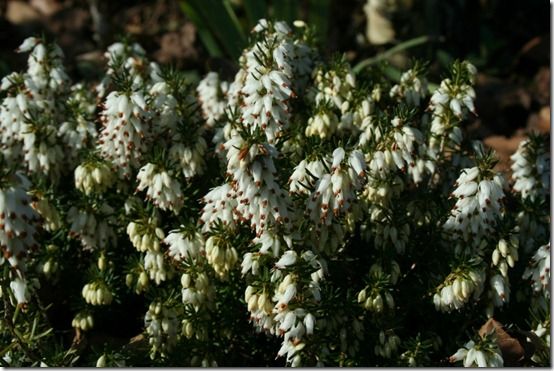 Erica carnea white