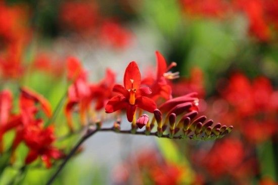 Crocosmia 'Lucifer