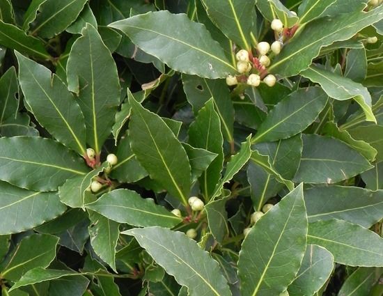 9 Laurus nobilis