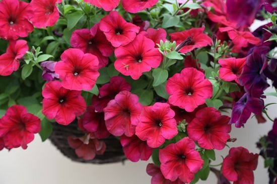 8 Petunia F1 Easy Wave Berry Velour