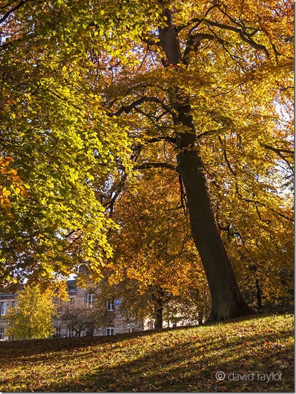 Autumn colours in the Sele, a park in the heart of the Tynedale town of Hexham, Northumberland, Autumn, clour, Colour, Fall, How to Photograph Autumn Colour, How to Photograph Fall Color, Leaves, tree, trees, Woodlland