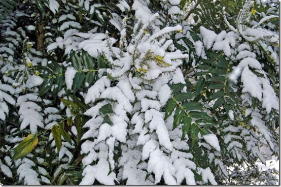 Mahonia in snow 