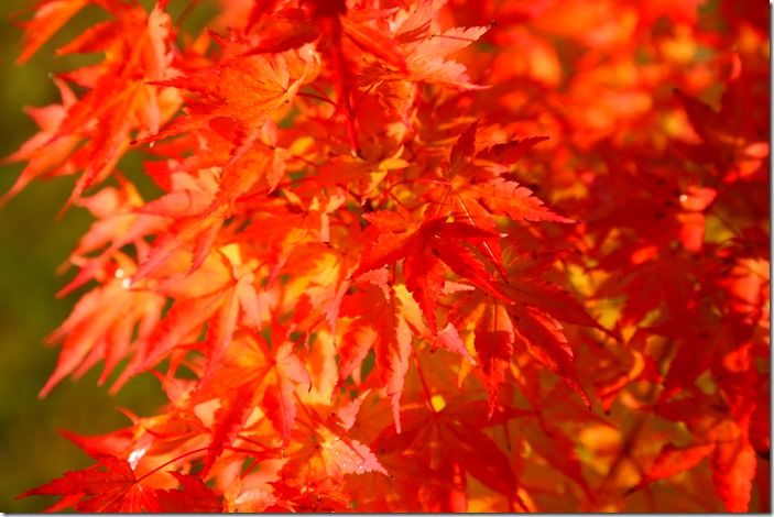 8 Acer palmatum 'Sango-Kaku Autumn