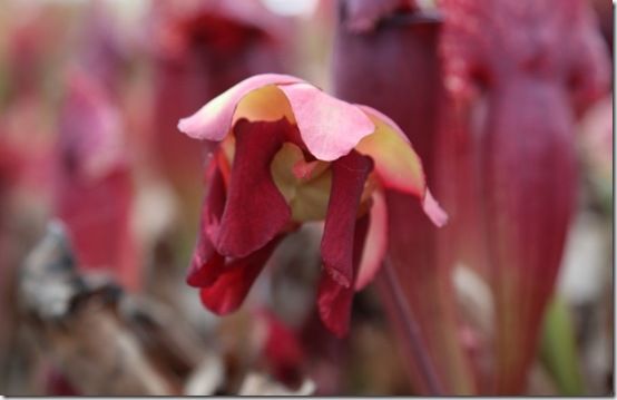 Sarracenia flower