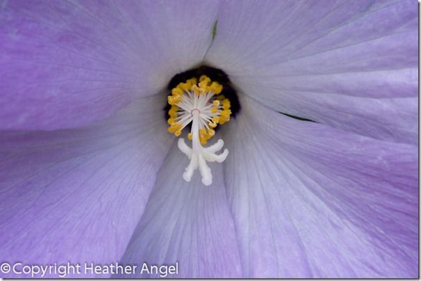 Blue hibiscus Alyogyne huegelii Santa Cruz