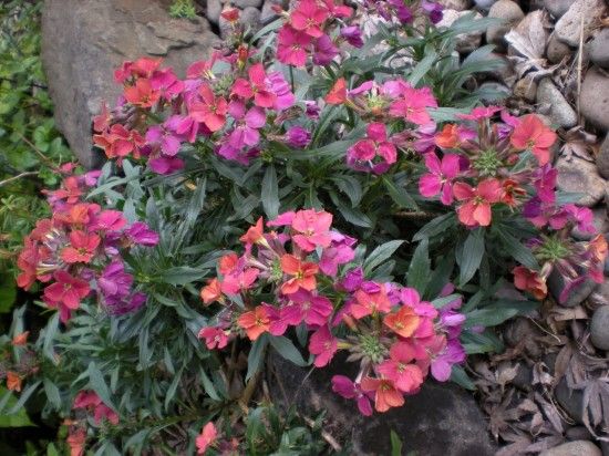 Erysimum 'Constant Cheer' 