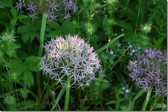 Allium christophii - pale