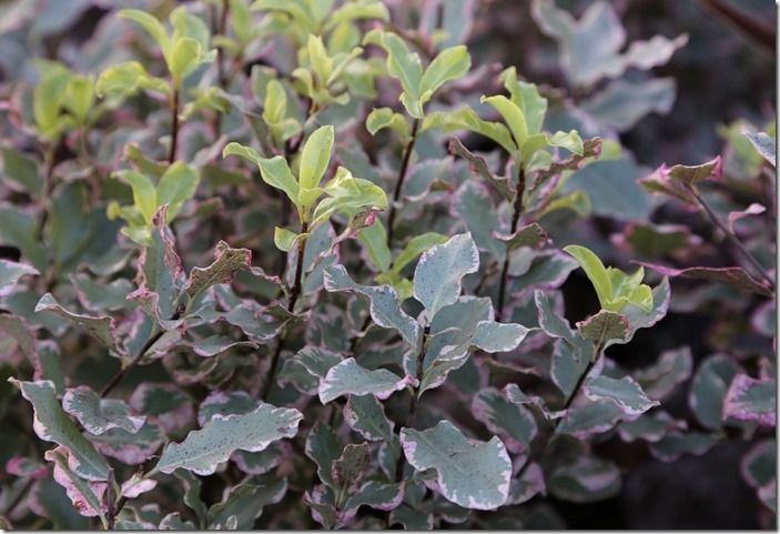 7 Pittosporum 'Elizabeth'