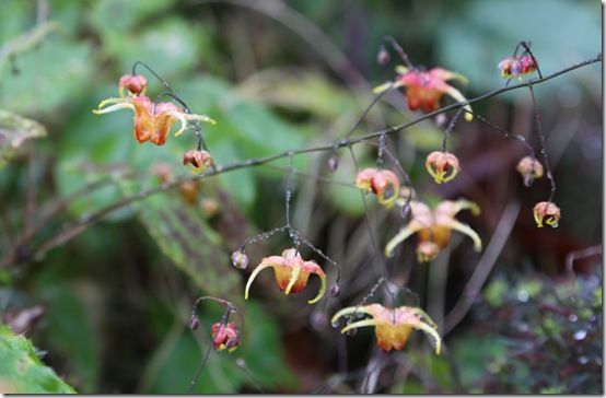 Epimedium 'amber queen'