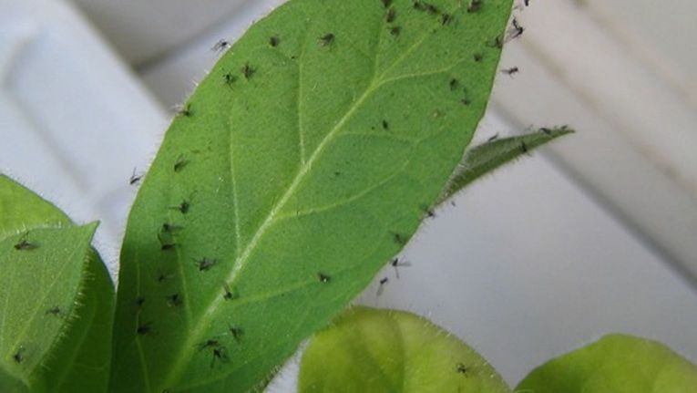 How to Get Rid of Fungus Gnats on Houseplants - Birds and Blooms