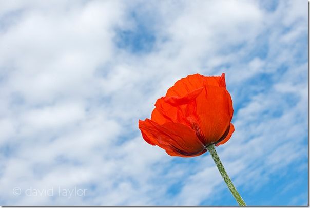 Close-up of a poppy growing in a pasture field near Bamburgh, Northumberland, England