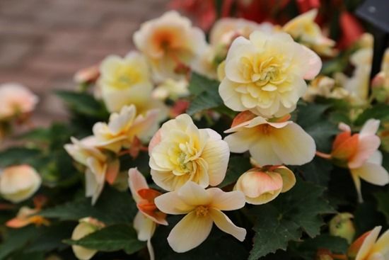 5 Begonia Sweet Spice Citrus