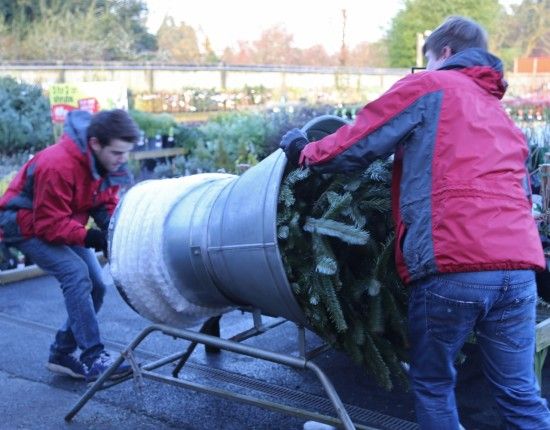 3 Netting a tree