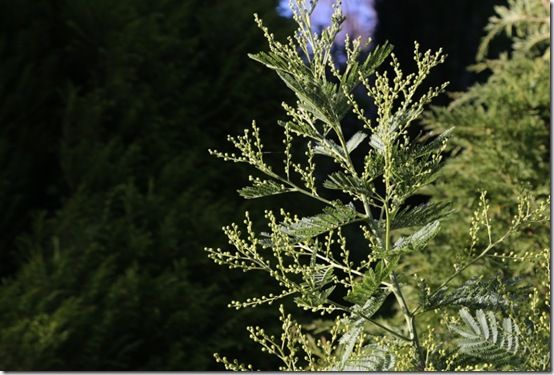 8Acacia dealbata in bud