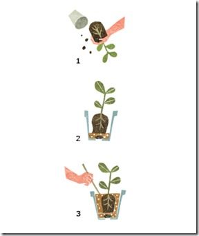 germination, Potting Off, Potting On, Pricking out, Re-Potting, Re-Potting House Plants, Re-Potting Plants, seedlings, Transplanting