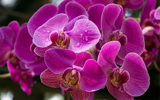 How To Grow & Care For Orchids