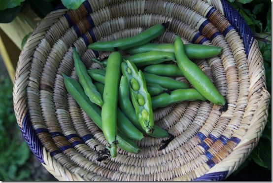 3 Freshly picked Broad Beans 