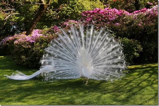 5 White Peacocks Isola Madre