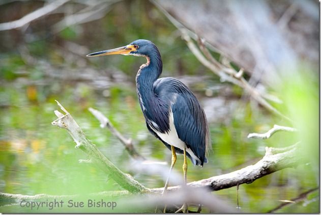 tricoloured heron