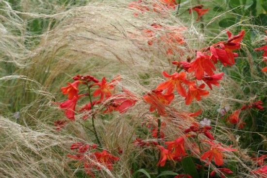 2 Crocosmia and  stipa 2