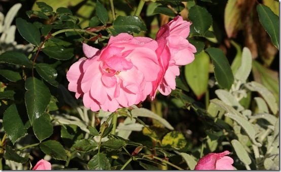 Rosa 'Bonica' 